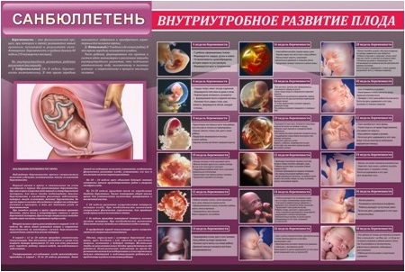 Стенд "Внутриутробное развитие плода" санбюллетень арт. МУ-0340