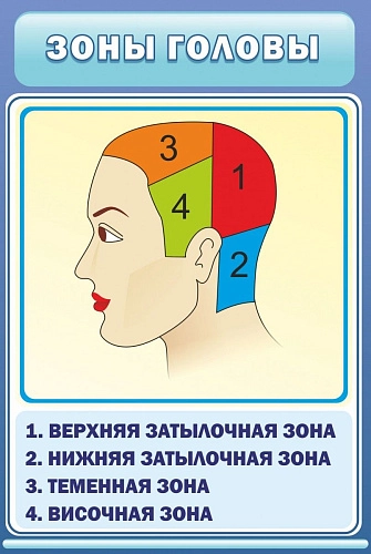 Стенд "Зоны головы" арт. ШК-1919