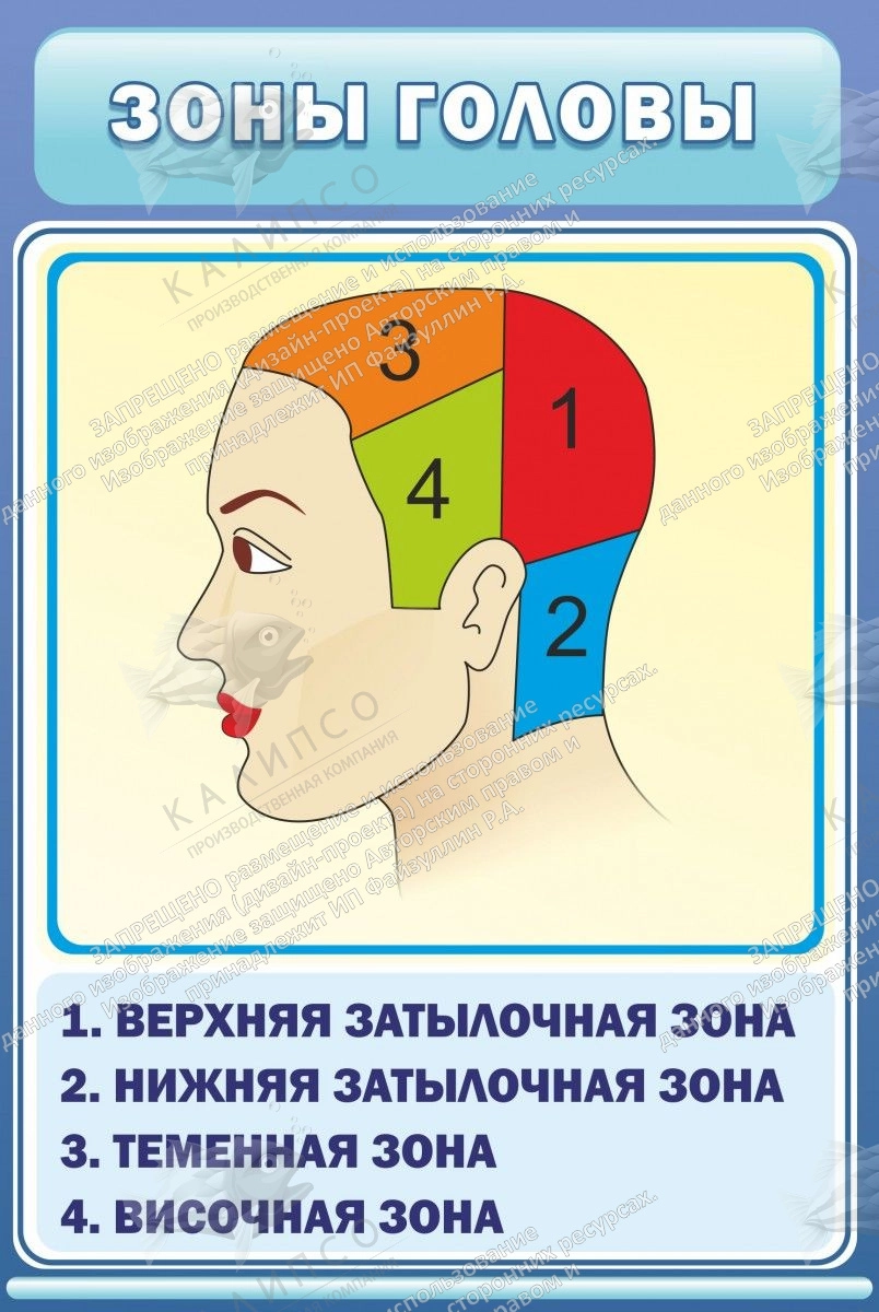 Стенд "Зоны головы" арт. ШК-1919