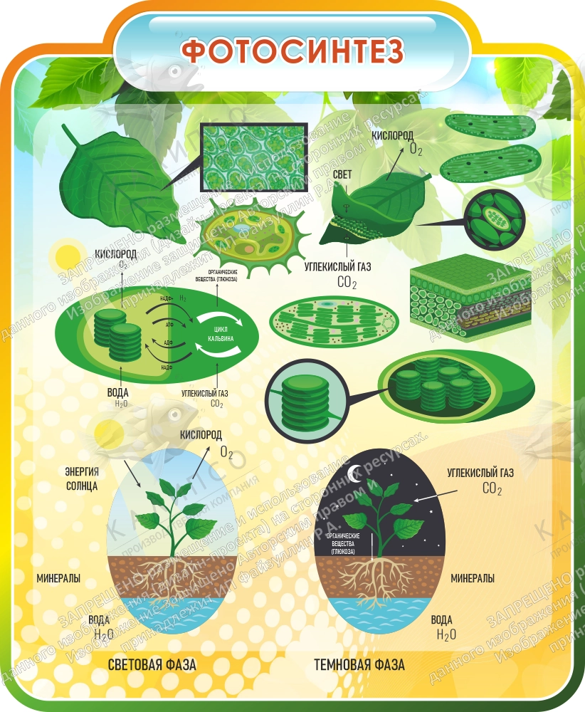 Стенд резной "Фотосинтез" арт. ШК-4023