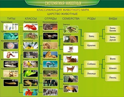 Стенд "Систематика животных" арт. ШК-0732