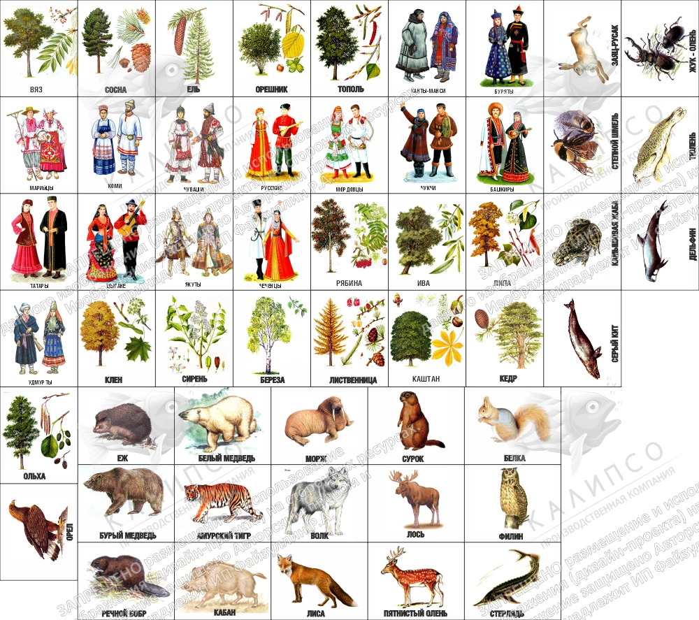 Стенд "Наша родина - Россия" магнитная с информационными карточками арт. ШК-3923