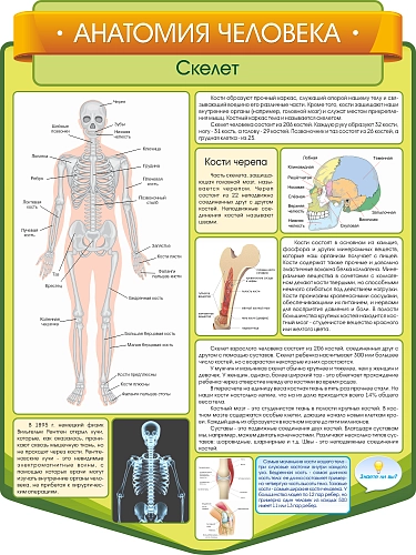 Стенд резной "Анатомия человека. Скелет" арт. ШК-3852