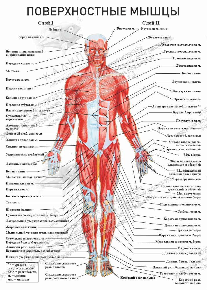 Стенд "Поверхностные мышцы" арт. К-0115