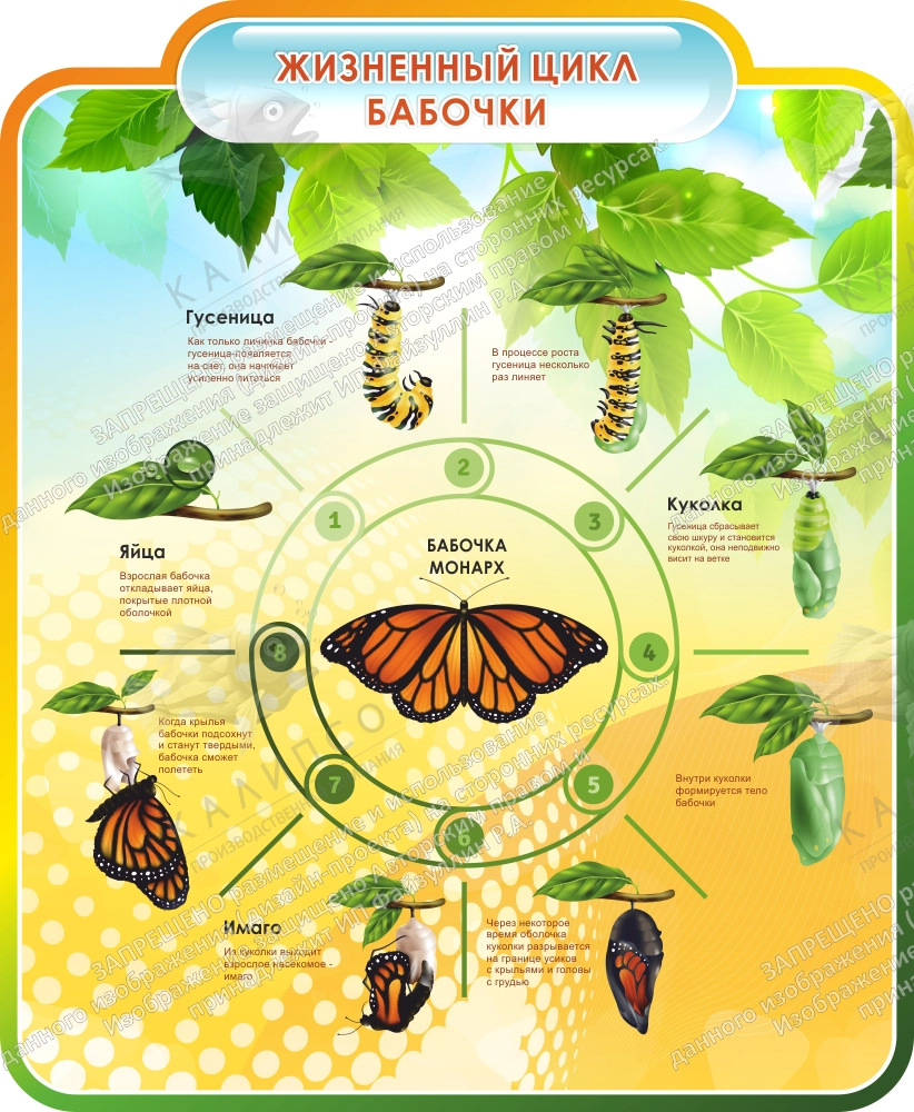 Стенд "Жизненный цикл бабочки", резной арт. ШК-0774