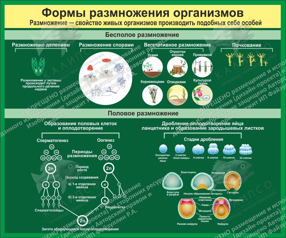 Стенд "Формы размножения организмов" арт. ШК-0754
