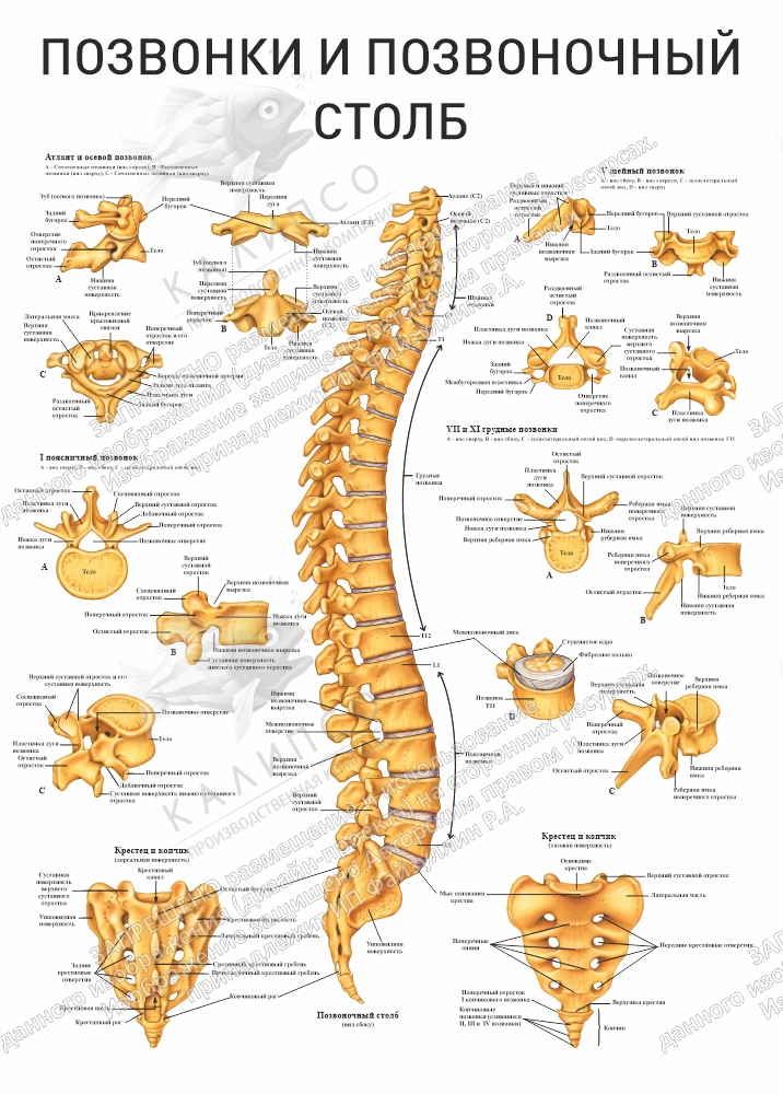 Стенд "Позвонки и позвоночный столб" арт. К-0116
