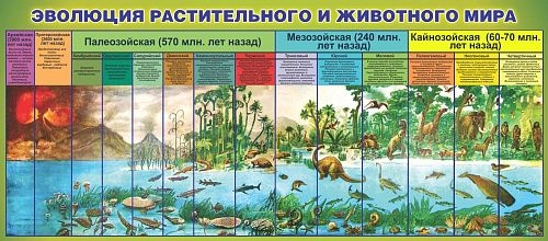 Стенд "Эволюция растительного и животного мира" арт. ШК-0726