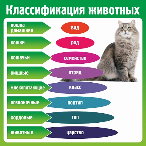 Стенд "Классификация животных" арт. ШК-4338