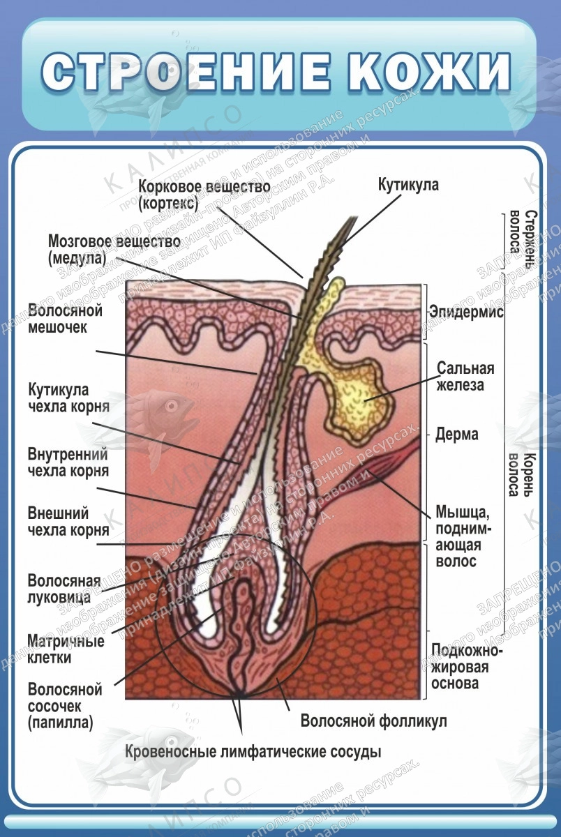 Стенд "Строение кожи" арт. ШК-1921