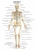 Стенд "Скелет. Вид спереди" арт. К-0118