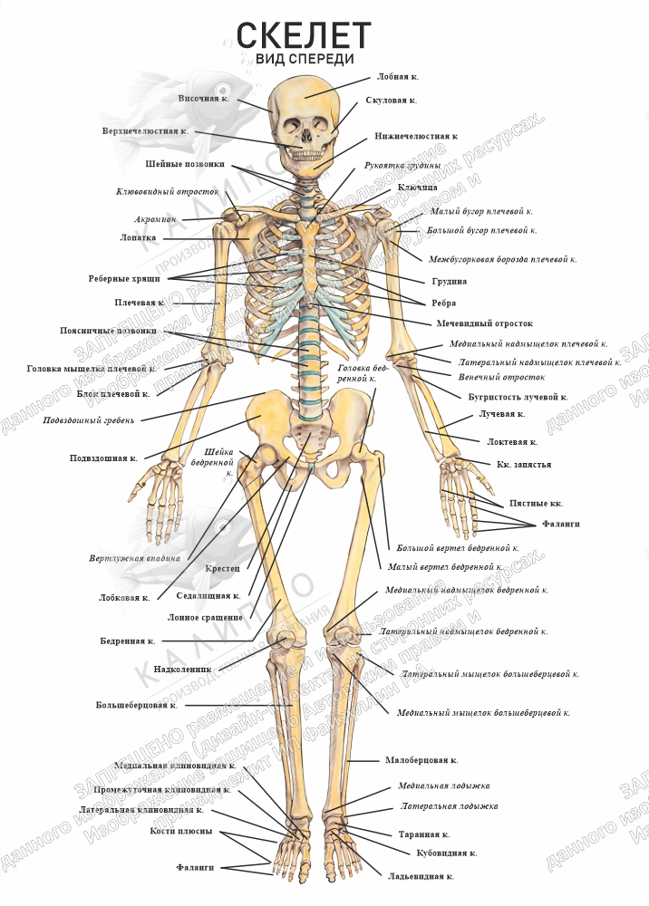 Стенд "Скелет. Вид спереди" арт. К-0118