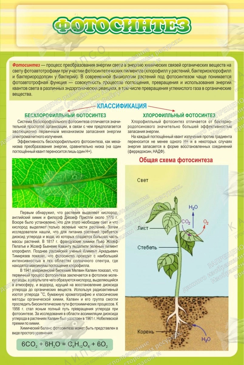 Стенд "Фотосинтез" арт. ШК-0742