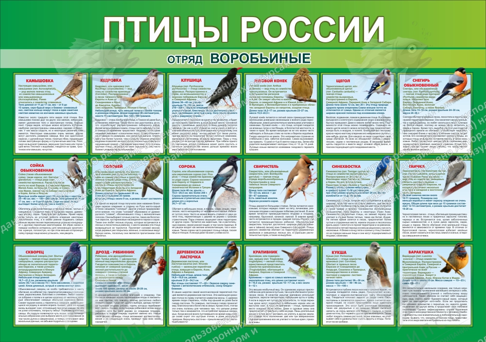 Стенд "Птицы России" часть 3 арт. ШК-0766