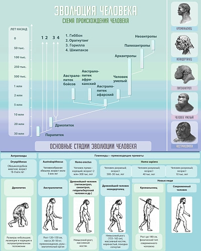 Стенд "Эволюция человека" арт. ШК-0728