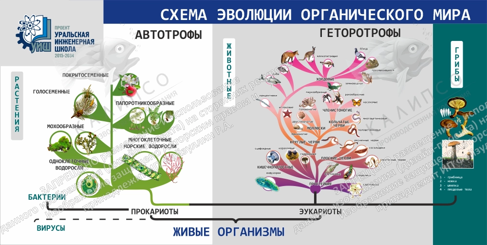 Стенд "Схема эволюции органического мира" арт. ШК-4165