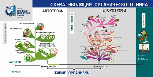 Стенд "Схема эволюции органического мира" арт. ШК-4165