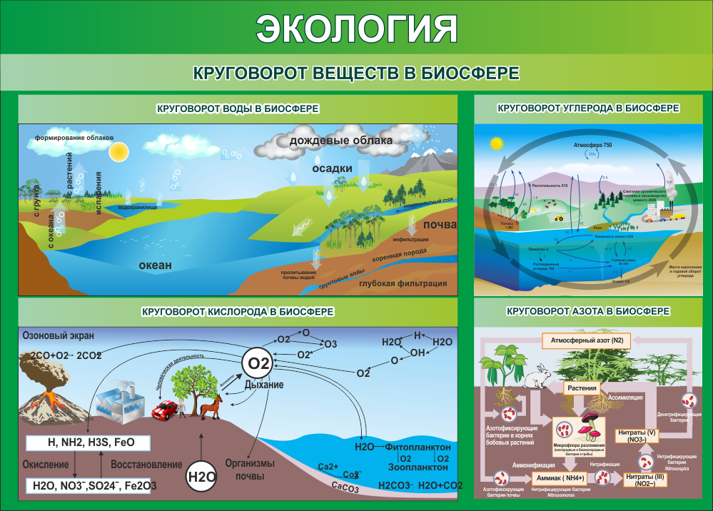 Круговорот веществ в биосфере схемы