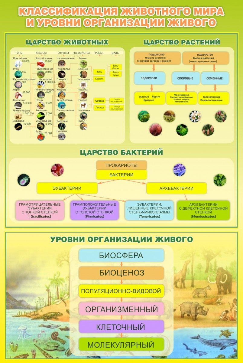 Классификация животного мира схема