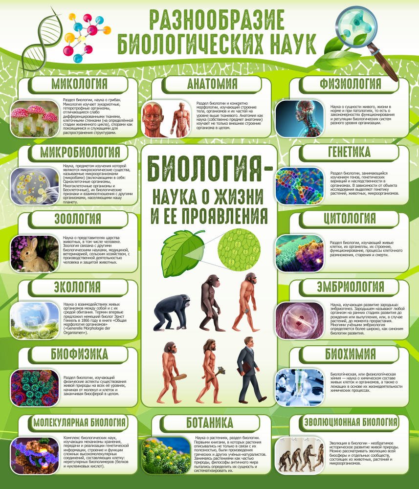 Наука разнообразия. Плакаты для кабинета биологии. Баннер в кабинет биологии. Стенды для кабинета биологии. Стенд по биологии в школе.