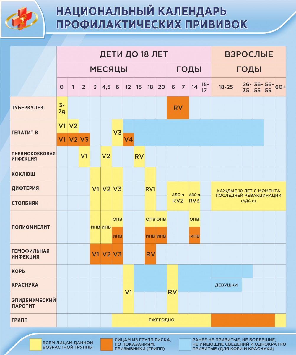 Национальный календарь. Календарь прививок 2022. Национальный календарь прививок 2022 для детей. Календарь профилактических прививок для взрослых. Прививочный календарь взрослый.