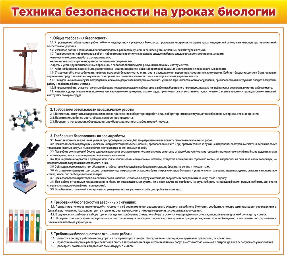 Правила биологического рисунка