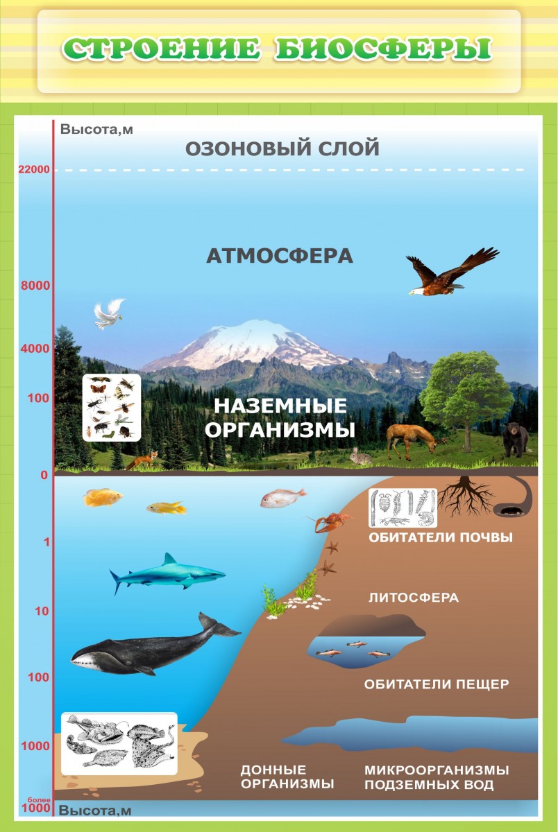 Верхняя часть литосферы входит в состав биосферы. Строение биосферы. Биосфера стенд. Биосфера плакат. Биосфера строение биосферы.