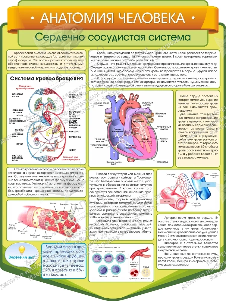 Стенд резной "Анатомия человека. Сердечно-сосудистая система" арт. ШК-3851