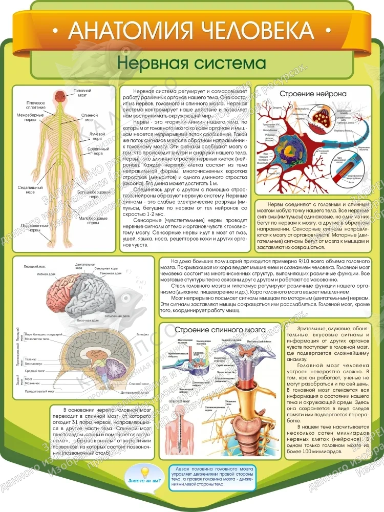 Стенд резной "Анатомия человека. Нервная система" арт. ШК-3849