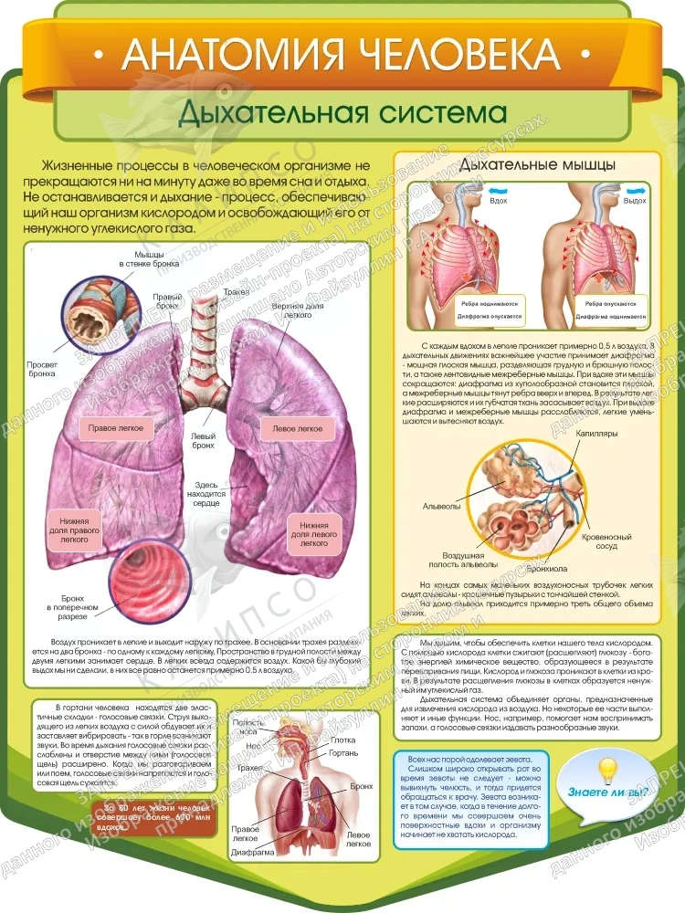 Стенд резной "Анатомия человека. Дыхательные пути" арт. ШК-3847