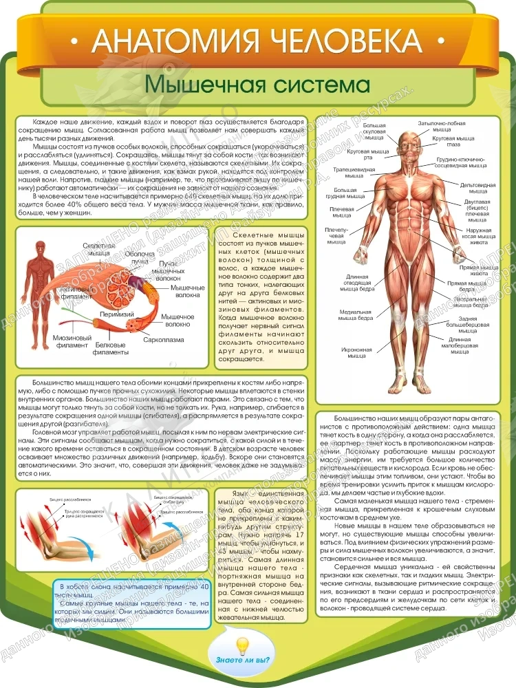 Стенд резной "Анатомия человека. Мышечная система" арт. ШК-3848