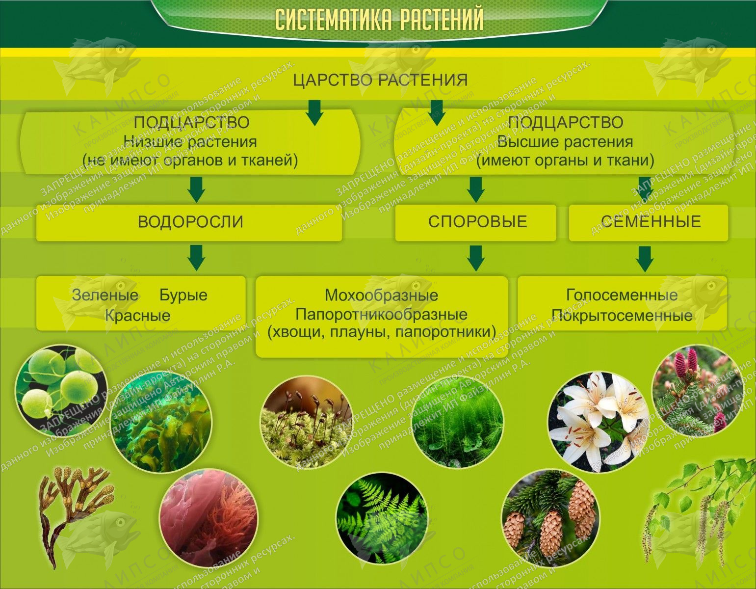 Классификация растений таблица. Систематика растений. Классификация растений. Систематика царства растений. Царство растений классификация.