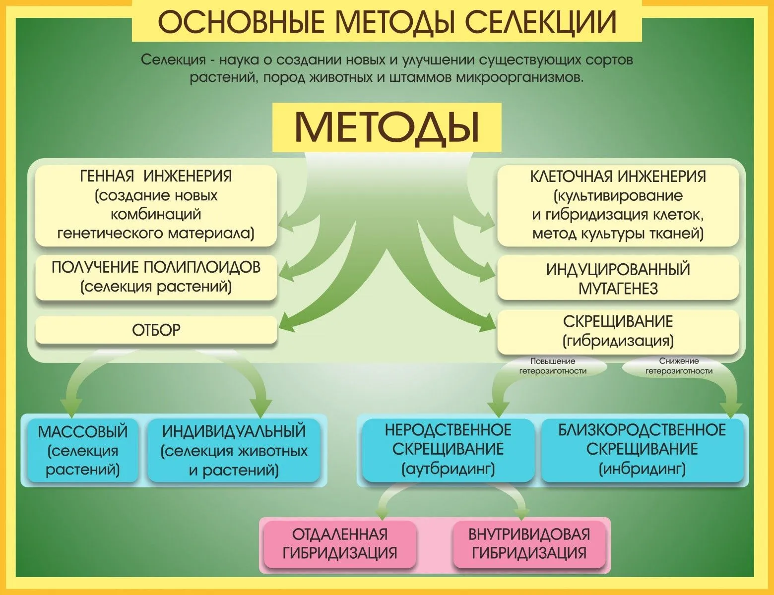 Основы селекции и биотехнологии презентация 9 класс