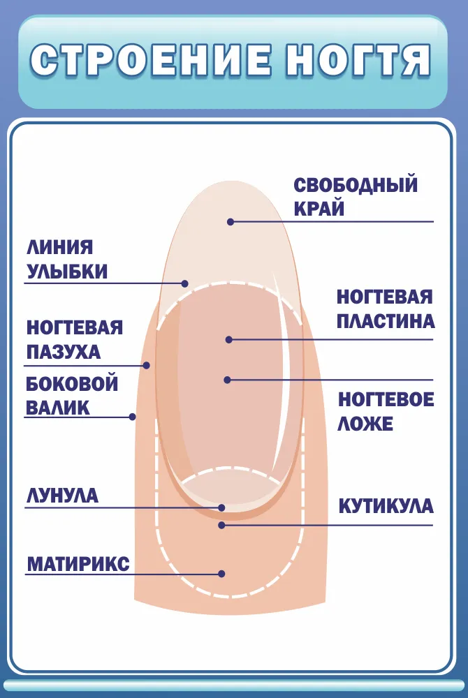 Схема ногтя для маникюра