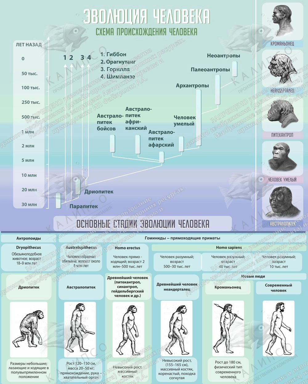 Таблица по биологии этапы эволюции